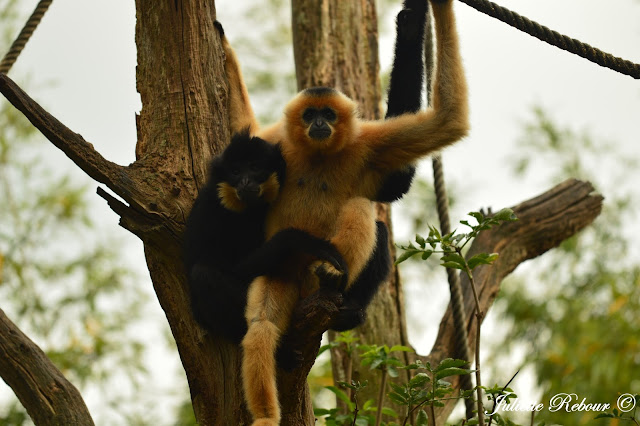 Gibbon, Bioparc Doué-la-Fontaine