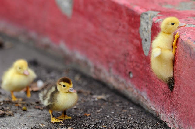 cute baby animals, baby animals, baby animal pictures, adorable baby animal pictures, baby duck, cute baby duck pictures