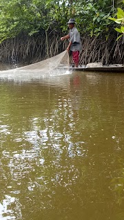 Baru 40+ Kerusakan Mangrove