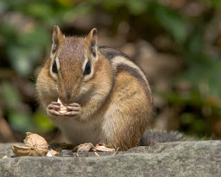 Chipmunks pictures