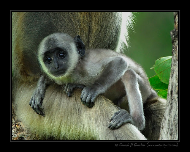 BABY LANGOOR RESTING ON MOTHER