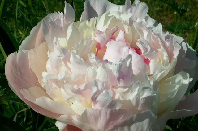 garden peonies at TheCamellia.com