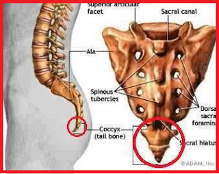 Subhanalloh !, Inilah Organ Manusia Yang Tidak Akan Hancur Walaupun Sudah Mati Ribuan Tahun