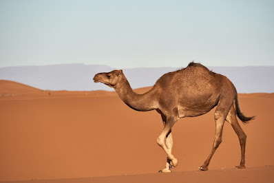 Camel farming for profit