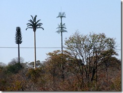 antenna_tree_mast37