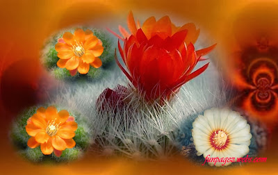 Cactus flower wallpaper 