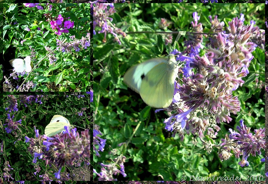 2010 08 01 white butterfly