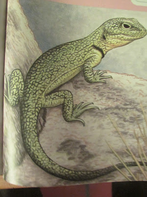 Lagarto de cobre Pristidactylus casuhatiensis