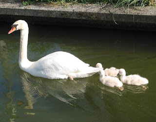 La famiia de cisnes aumenta en el Pasatiempos