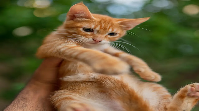 Cat Scruff