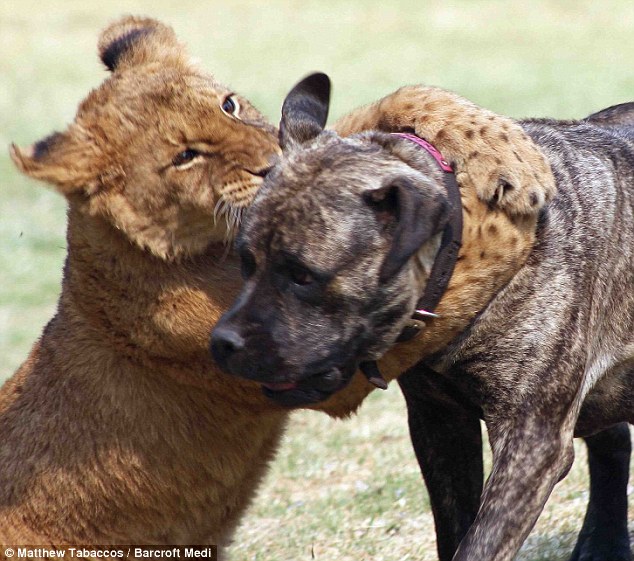 Dog as the mother of a 12 lion cub