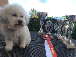 DOGS ON SHOW - CARING CANINES EVENT RETURNS TO PAPHOS