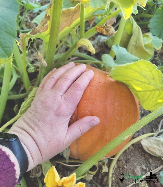 how to grow a pumpkin