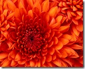 Chrysanthemum