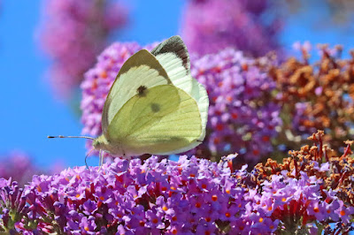 Large white