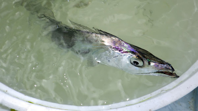 東京湾 タチウオ ジギング こなや丸