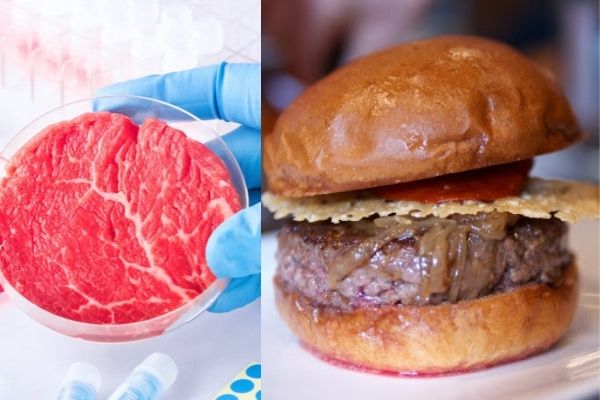 Carne produzida em laboratório deverá suprir a produção de proteínas no mundo