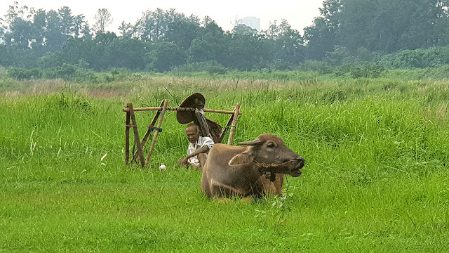 BRI, HKTI berkolaborasi untuk mendukung petani