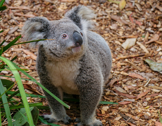 Koala behavior and social structure