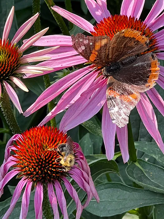 garden coneflowers with bee and butterfly