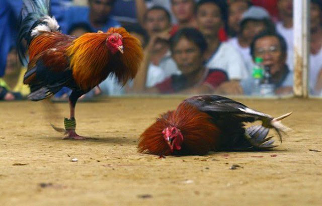 What are the benefits of teapot grass for your favorite fighting cocks