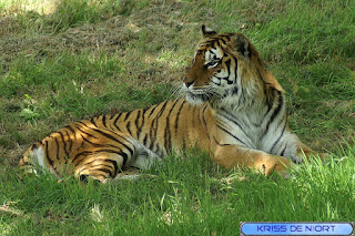 Tigre du Bengale - Panthera tigris tigris