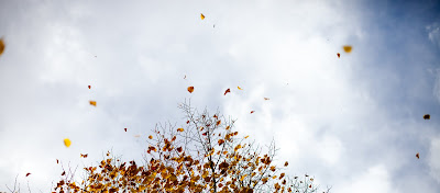 blowing fall leaves