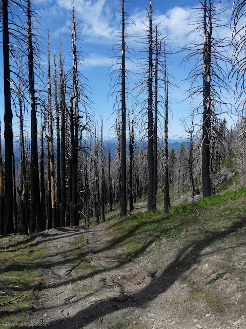 16: tall trees with black bark falling off the dead wood