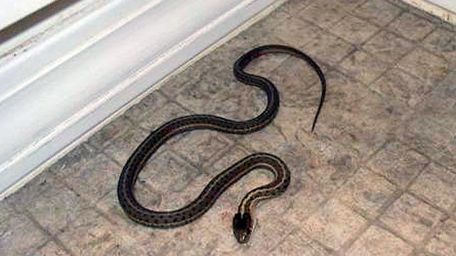  Ketika mendengar kata ular kebanyakan dari kita akan bergidik takut walaupun ada juga beb Cara Mencegah & Menjauhkan Ular Dari Rumah Anda