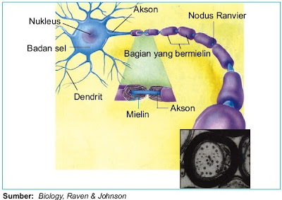 Sel saraf ini mempunyai struktur bercabang Pintar Pelajaran Struktur dan Fungsi Neuron Sel-Sel Saraf