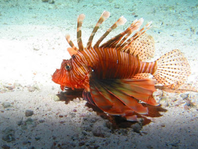  Beautiful lion fish under the sea nice photo