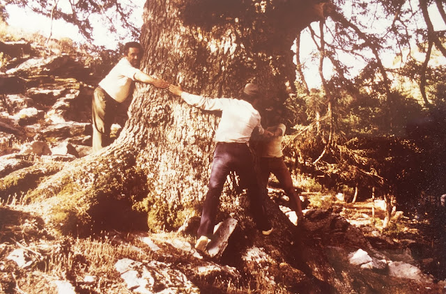 Pinsapo de Las Escaleretas (T.M. de Parauta); perímetro del tronco 3,40 m (verano de 1983). Autor Rudolf Janda. Fuente: Archivo personal de José Pino Rivera.