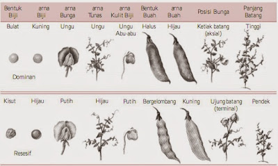 Beberapa ciri yang diamati Mendel