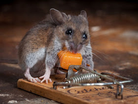 Mouse and cheese in a mousetrap, Paul Turton, mouse photos