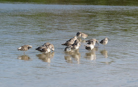 Willets - Bunche Beach, Florida