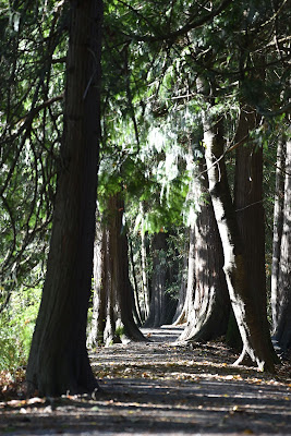 The Great Trail Pitt Meadows BC.