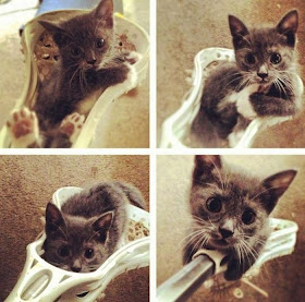 Funny cats - part 51, funny cat pics, cat photos, kitten pics, cute cat pics