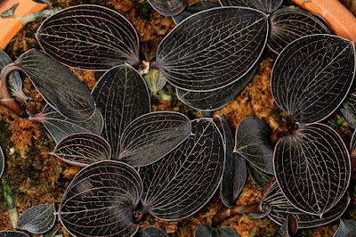 Anoectochilus - Marbled Jewel orchid care and culture