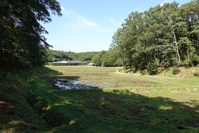 島根県出雲市大津町　２０００年ハス