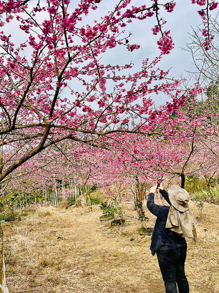 雲林古坑青山坪咖啡農場櫻花村，2公里櫻花廊道免費入園賞花