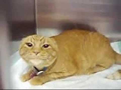 very funny cats,funny cat videos,funny looking cats,funny cat video ...