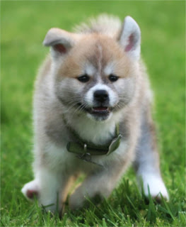 Akita Puppies Pictures