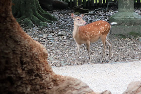 奈良公園 鹿