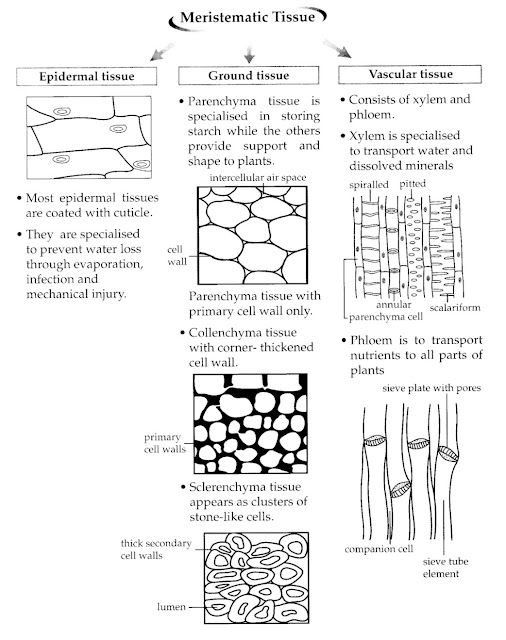 Meristematic tissue in plants