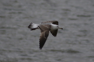 2nd cycle Yellow-legged Gull