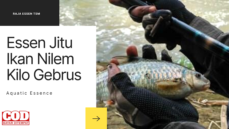 Essen Ikan Nilem Harian Lebih Cepat Strike!!