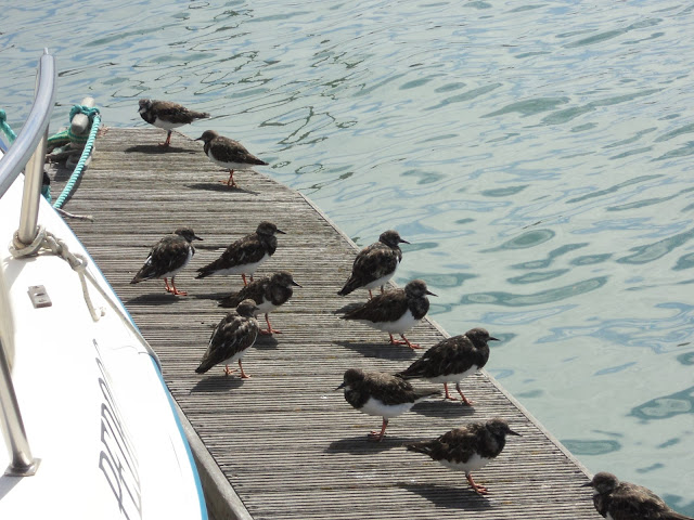 Black Turnstone birds