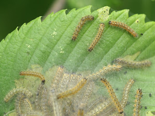 Hyphantria cunea - Chenille à tente estivale