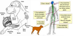rabies infections in humans
