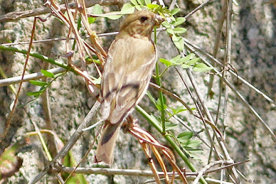 "Common Rosefinch - passage migrant, famale sitting on a bush."